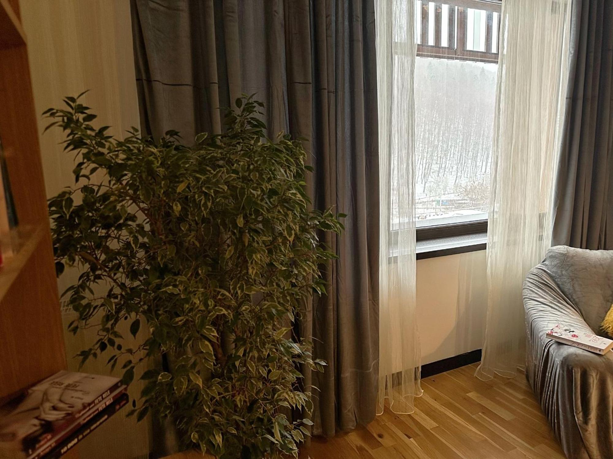 Apartament “La Iepure” 布拉索夫 外观 照片